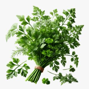 Culantro