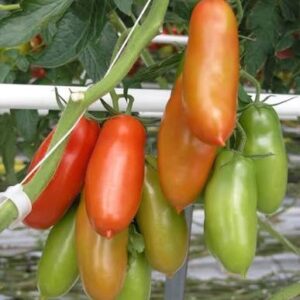 Tomate Pomodoro